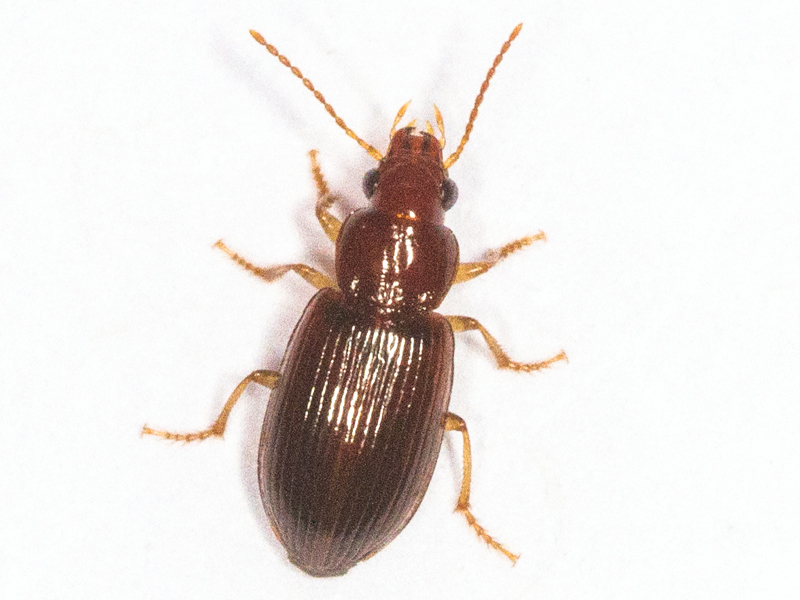 Bradycellus harpalinus